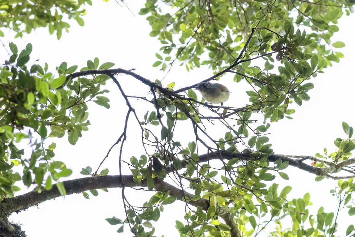 Rufous-backed Antvireo - Filipe Bernardi