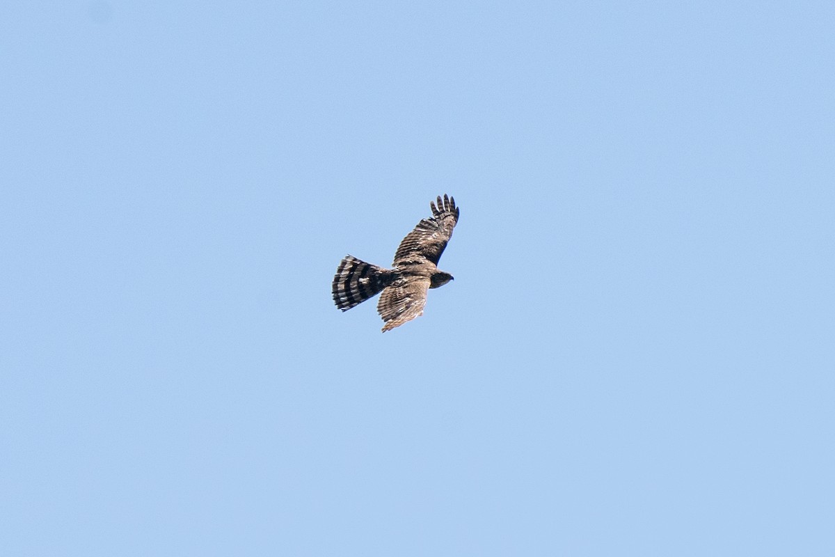 Cooper's Hawk - ML611205941