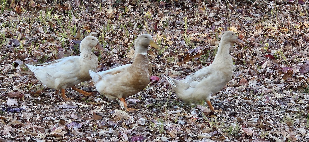 tanımsız ördek (Anatinae sp.) - ML611205944