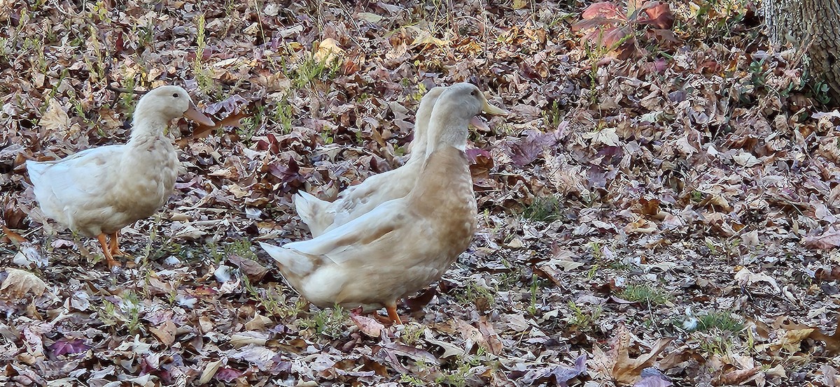 duck sp. - ML611205945