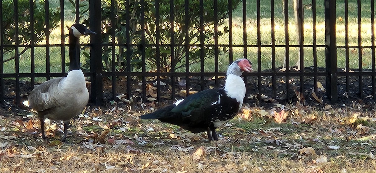 Muscovy Duck (Domestic type) - ML611205981