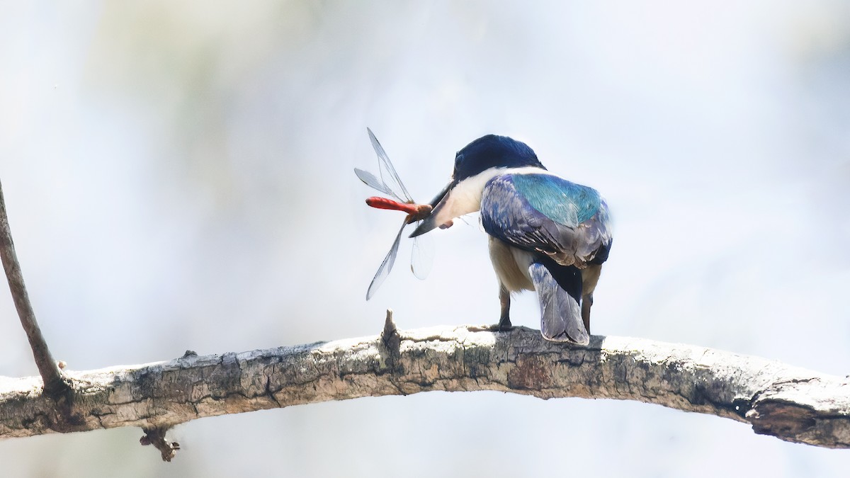 Forest Kingfisher - ML611206013
