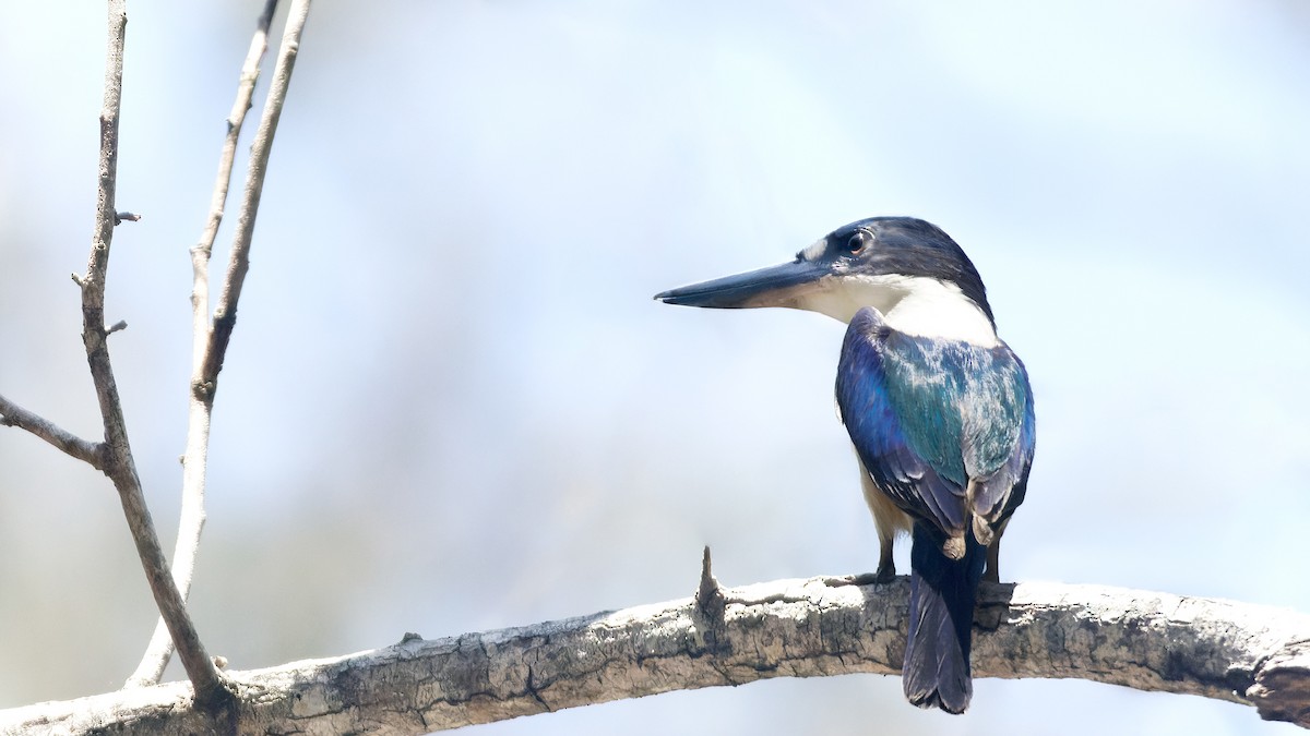 Forest Kingfisher - ML611206014