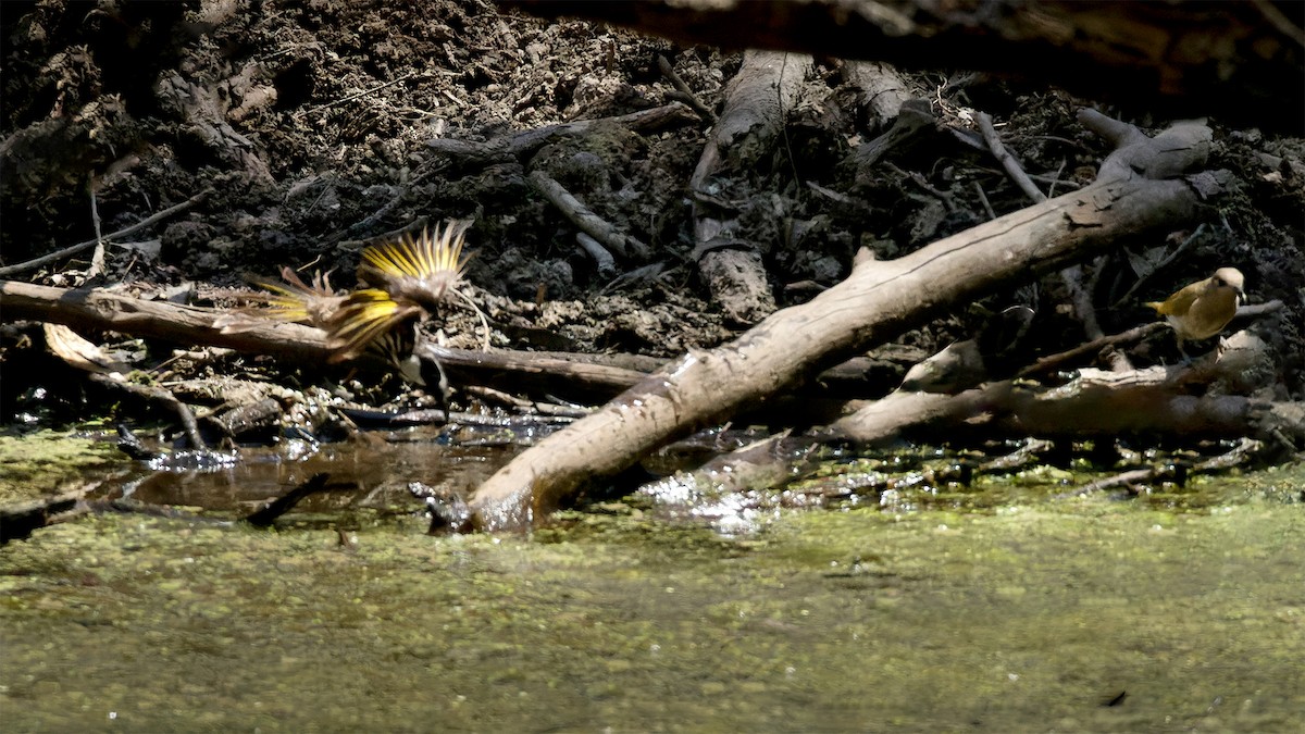 White-cheeked Honeyeater - ML611206057