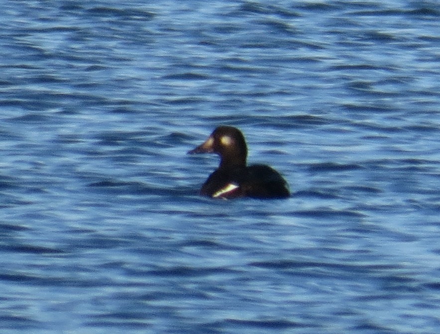 White-winged Scoter - ML611206069