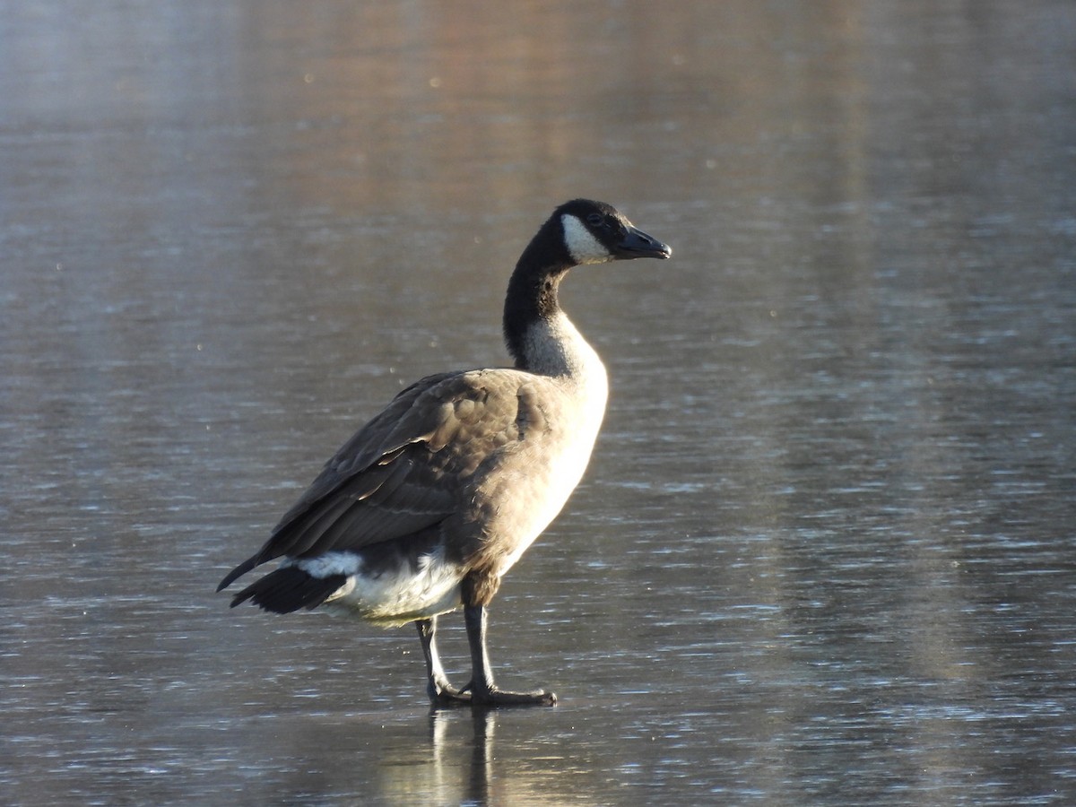 Canada Goose - ML611206070