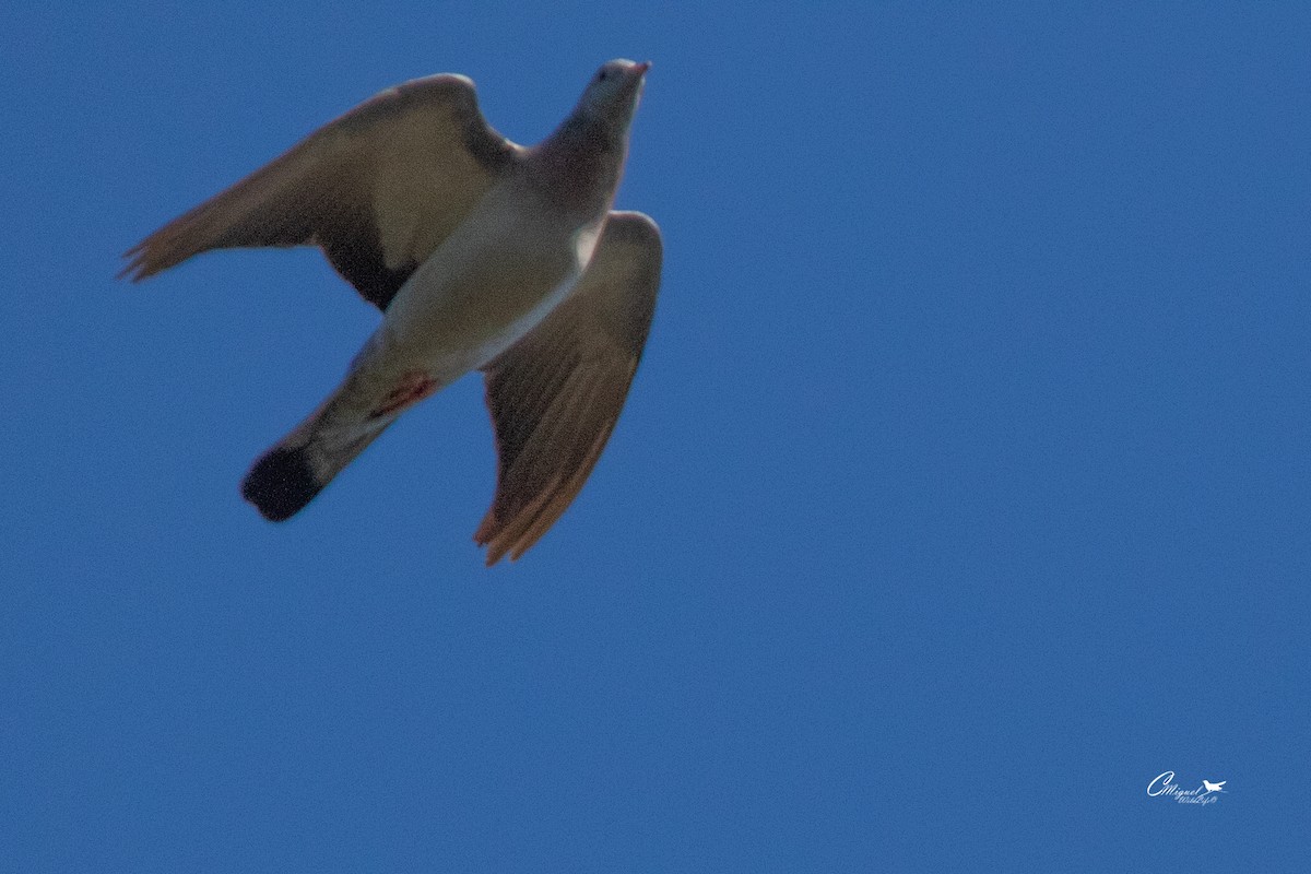 Stock Dove - ML611206227