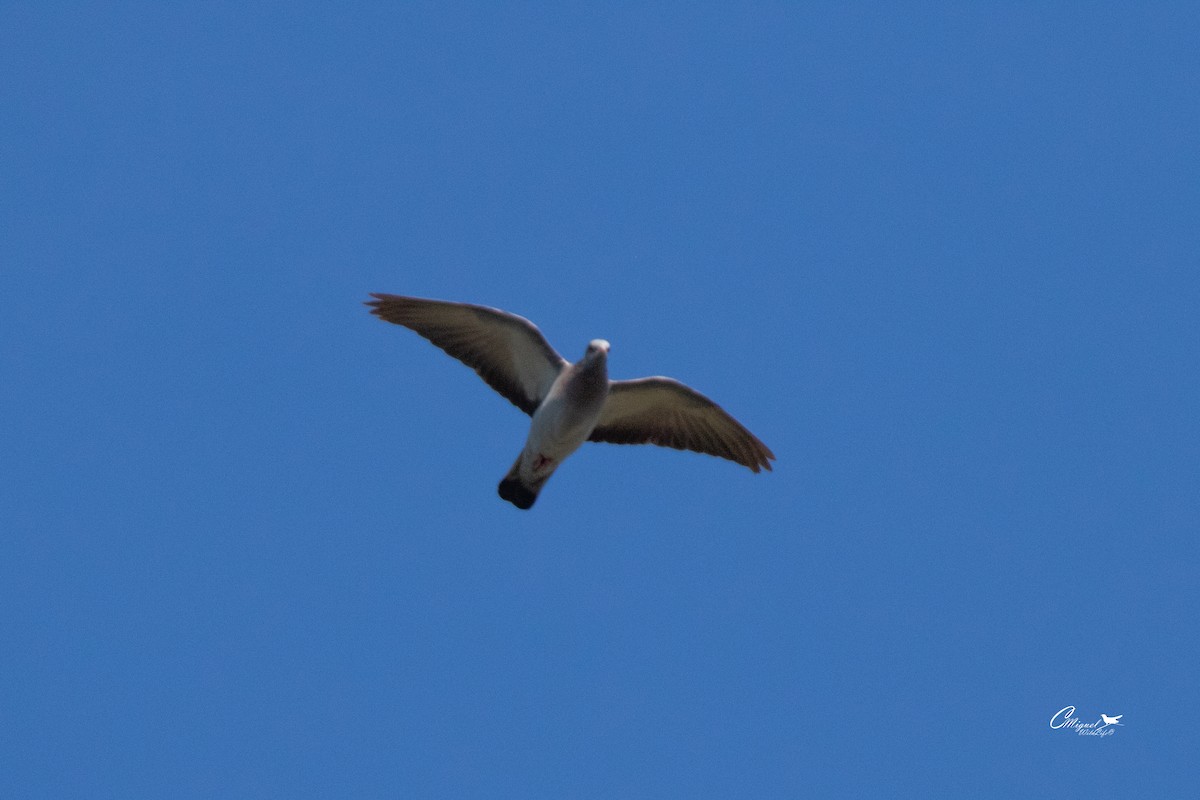 Stock Dove - Carlos Miguel