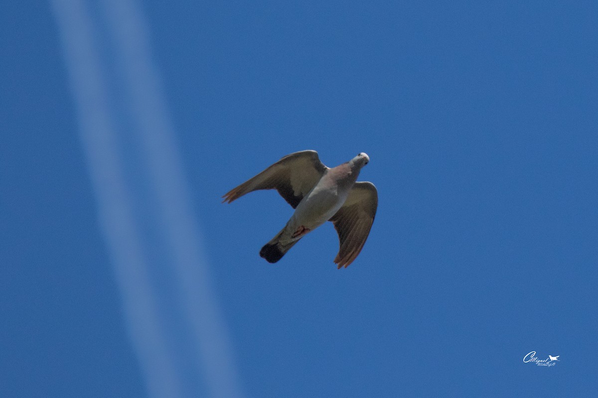 Stock Dove - ML611206229