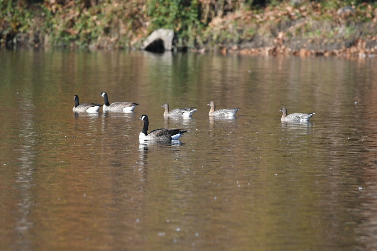 Pink-footed Goose - ML611206295