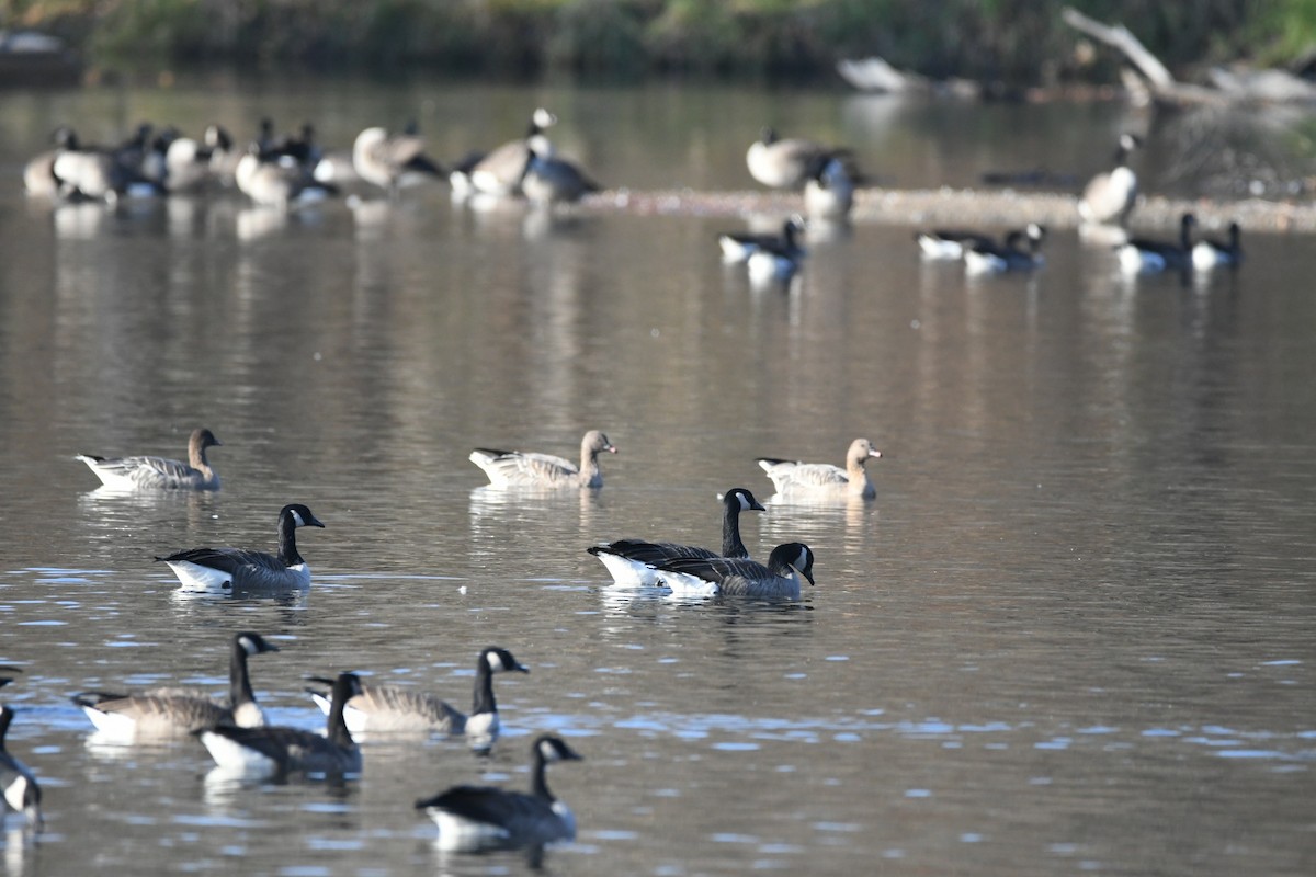 Pink-footed Goose - ML611206296