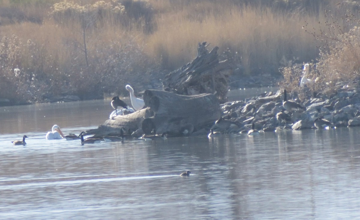 American White Pelican - ML611206297