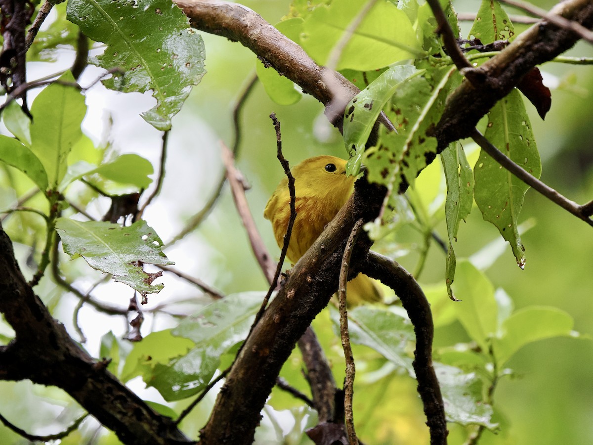 Yellow Warbler (Golden) - ML611206298