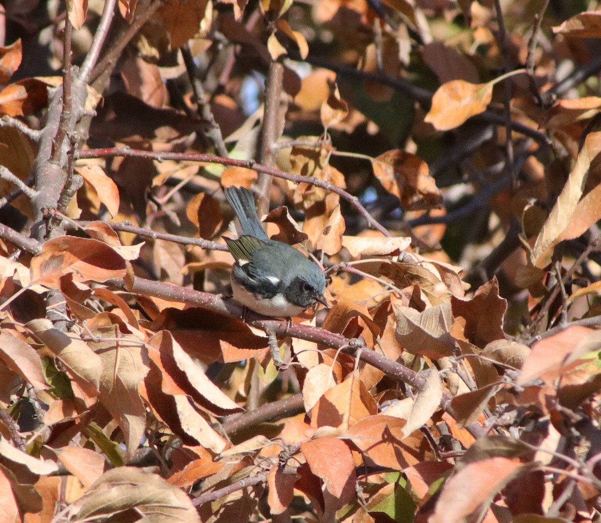 Black-throated Blue Warbler - ML611206380