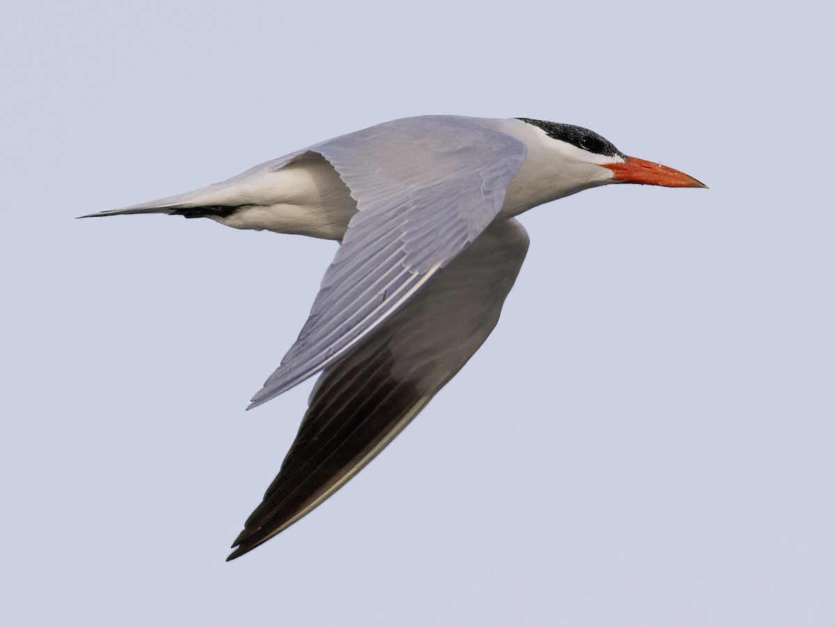 Caspian Tern - ML611206385