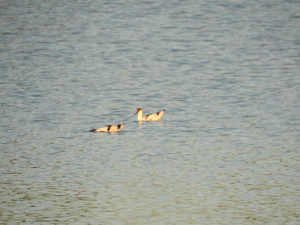 Pied Avocet - Nelson Conceição