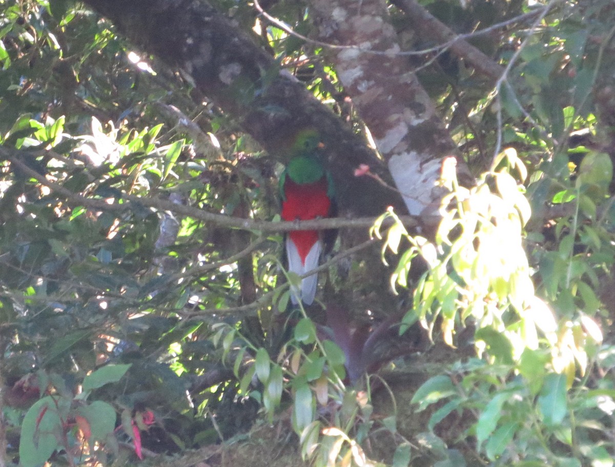 Resplendent Quetzal - ML611206418