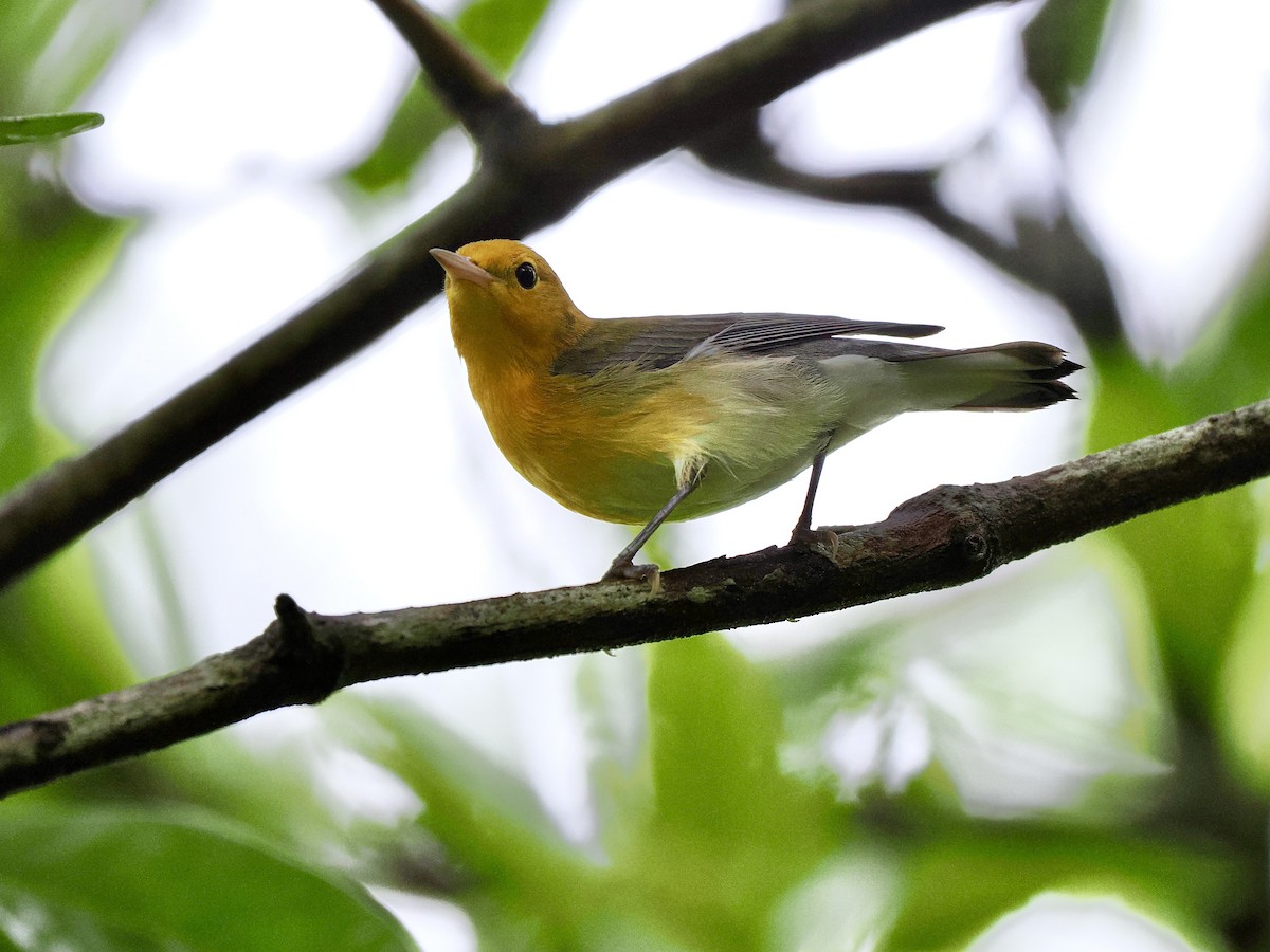 Prothonotary Warbler - ML611206423