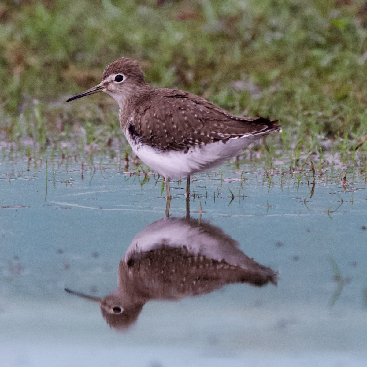 Solitary Sandpiper - ML611206438