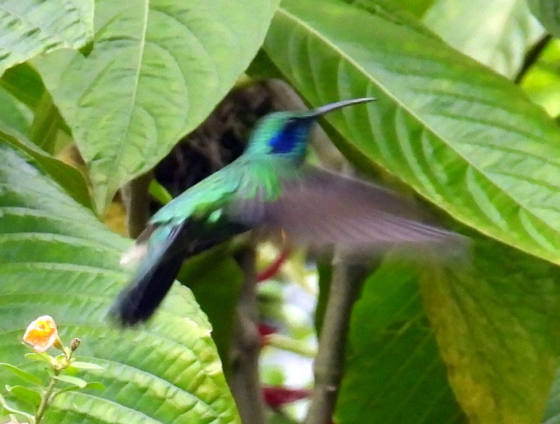 Colibrí Oreja Violeta Menor - ML611206453