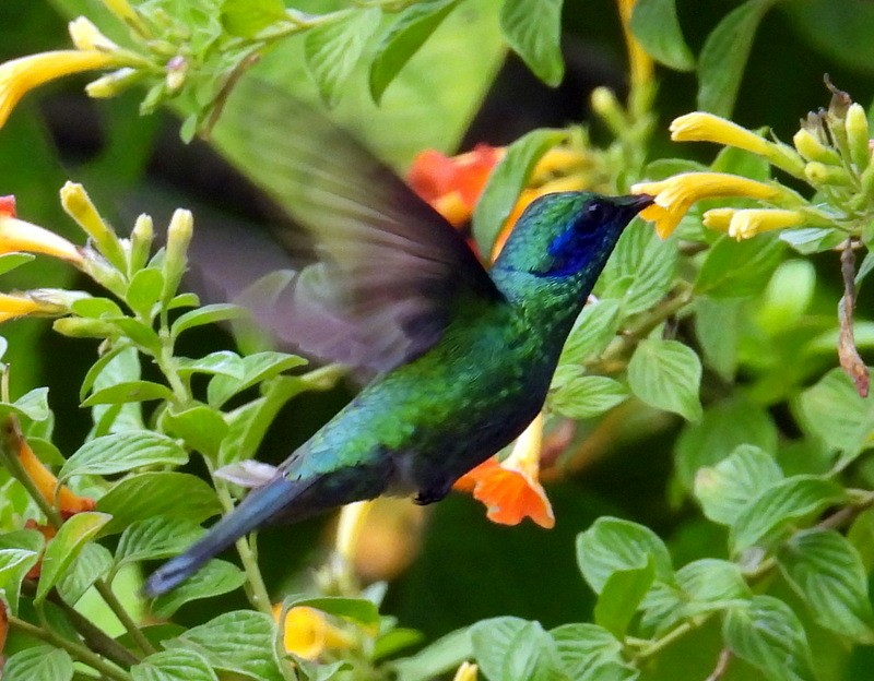 Lesser Violetear - Bill Fox