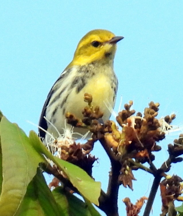 Black-throated Green Warbler - Bill Fox