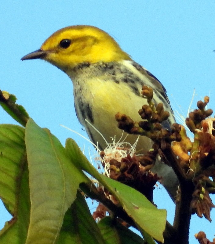 Black-throated Green Warbler - ML611206522