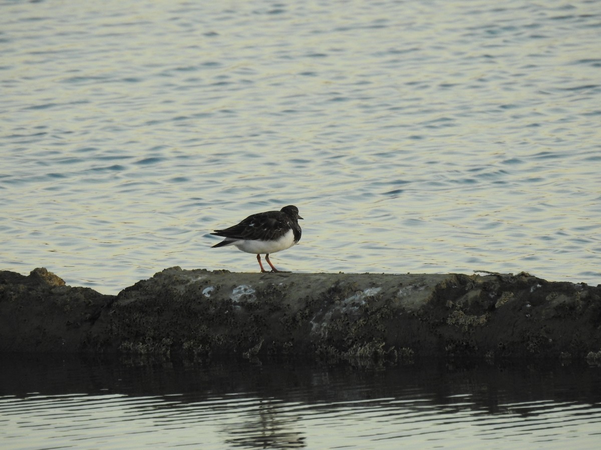 Ruddy Turnstone - ML611206549