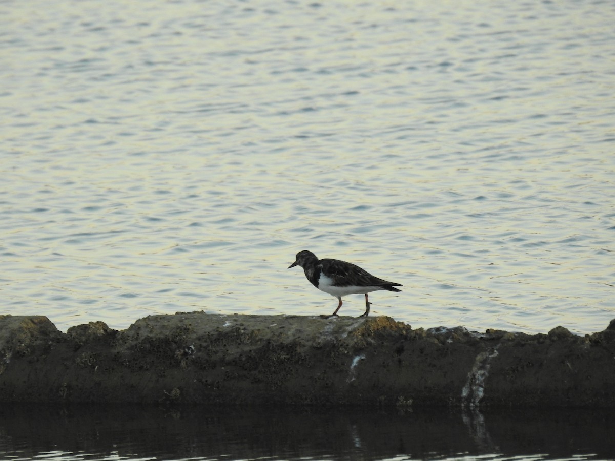 Ruddy Turnstone - ML611206550