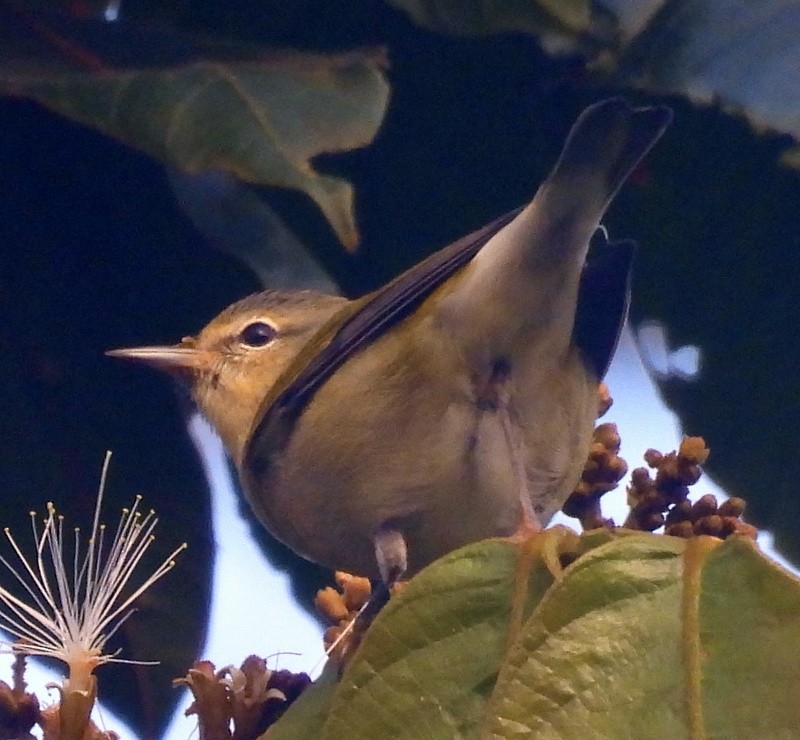 Tennessee Warbler - ML611206582