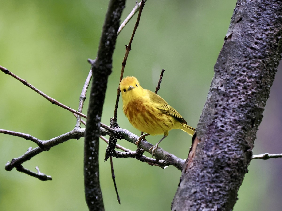 Yellow Warbler (Golden) - Gabriel Willow