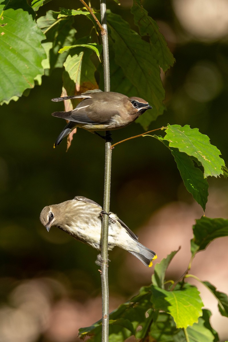 Cedar Waxwing - (Ai)Tao Liu