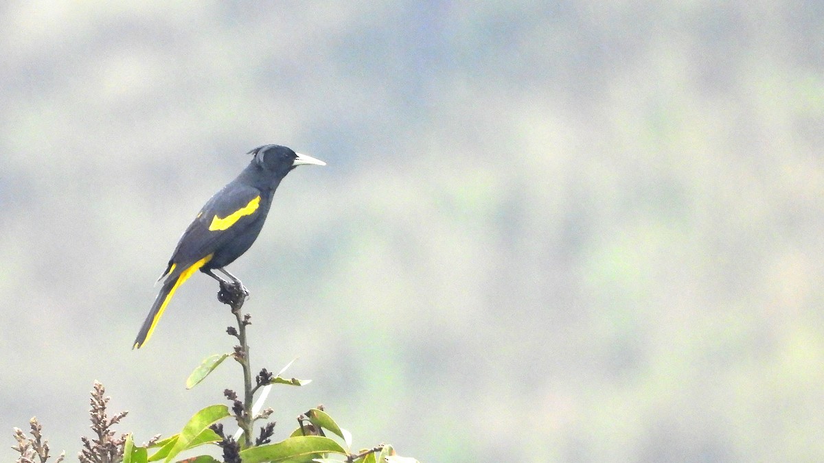 Yellow-winged Cacique - ML611206619