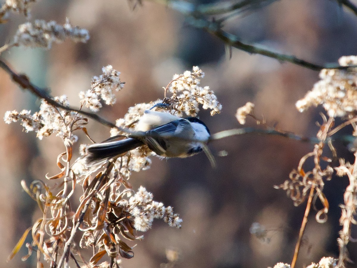 Black-capped Chickadee - ML611206644