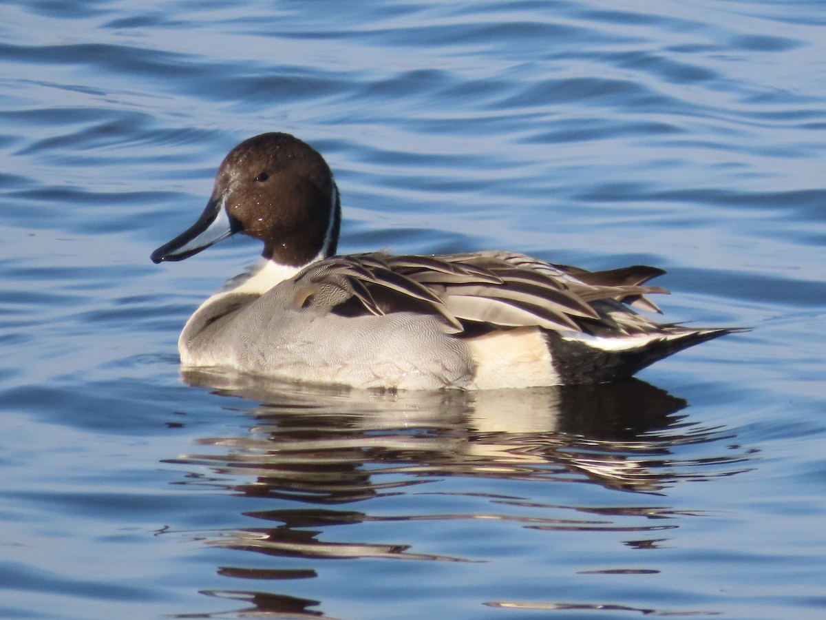 Northern Pintail - ML611206651