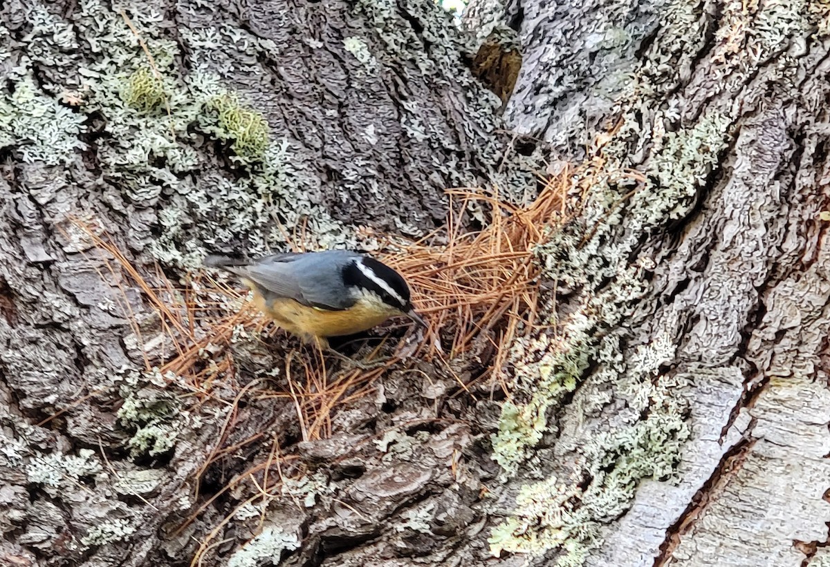 Red-breasted Nuthatch - Kathie Brown