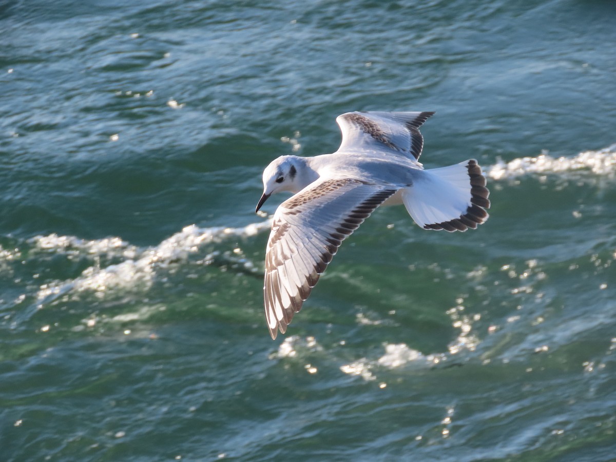 Bonaparte's Gull - ML611206682