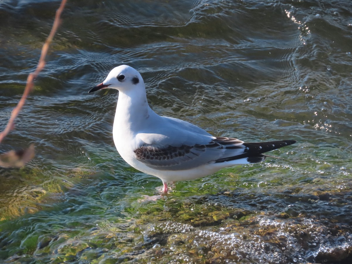 Bonaparte's Gull - ML611206683