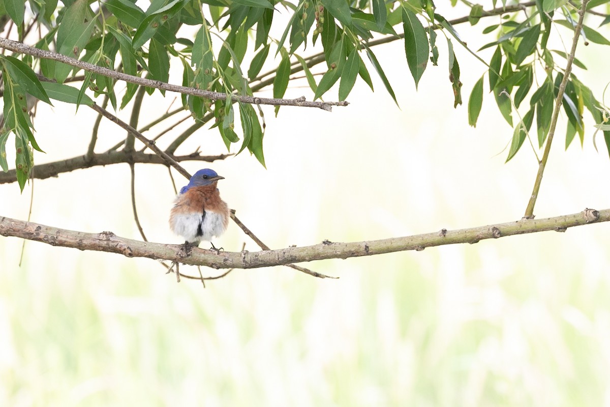 Eastern Bluebird - ML611206743