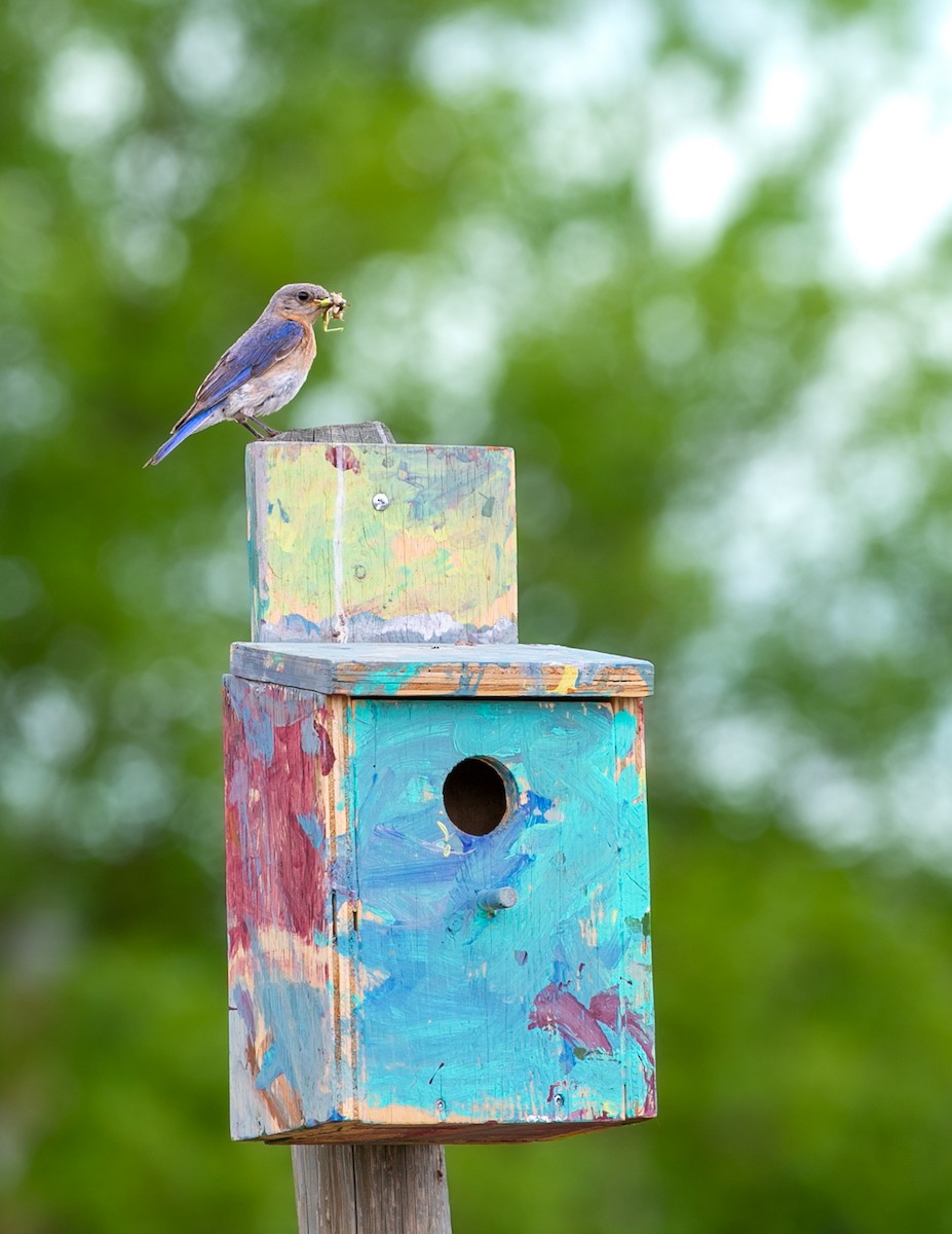 Eastern Bluebird - ML611206746