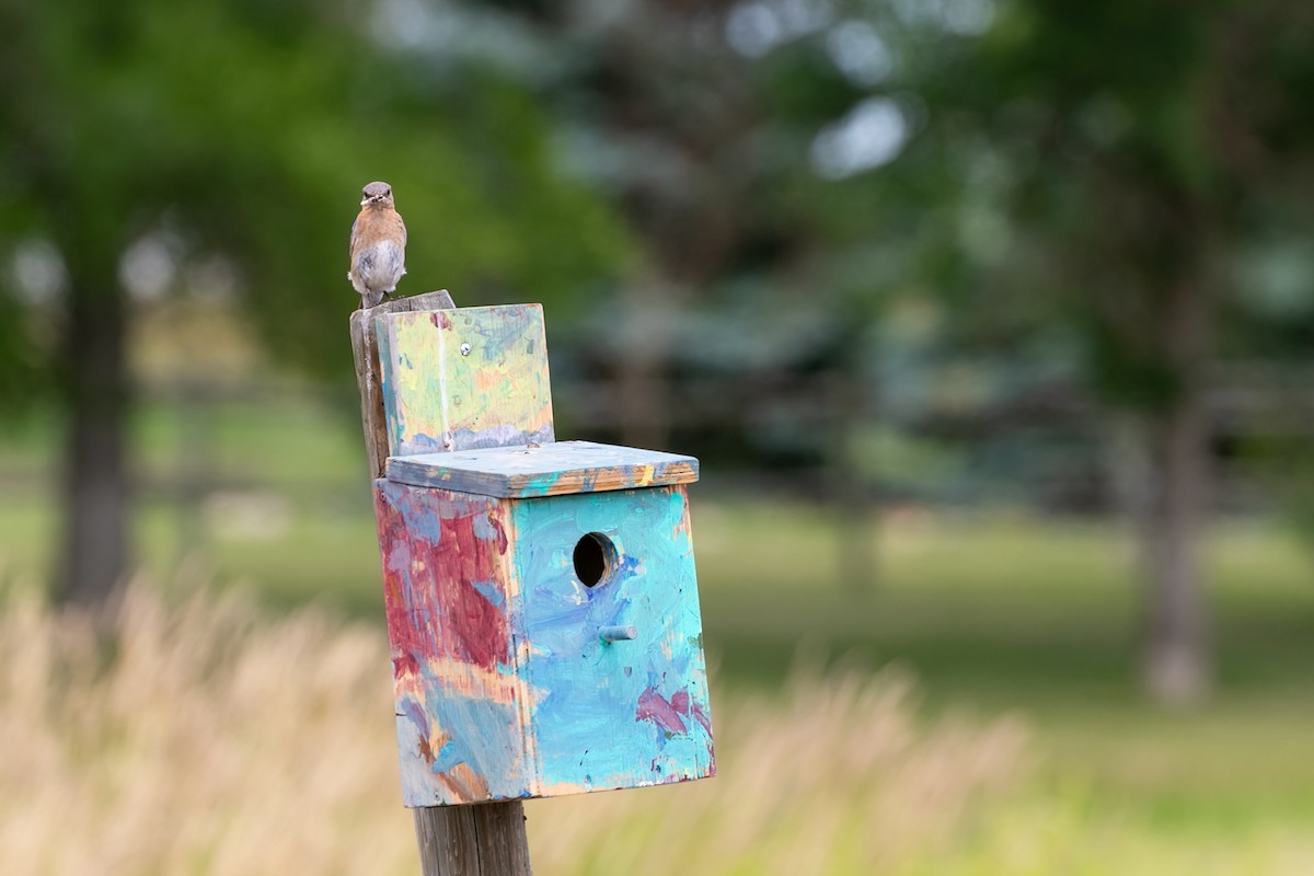 Eastern Bluebird - ML611206747