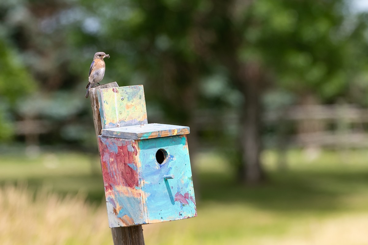 Eastern Bluebird - ML611206748