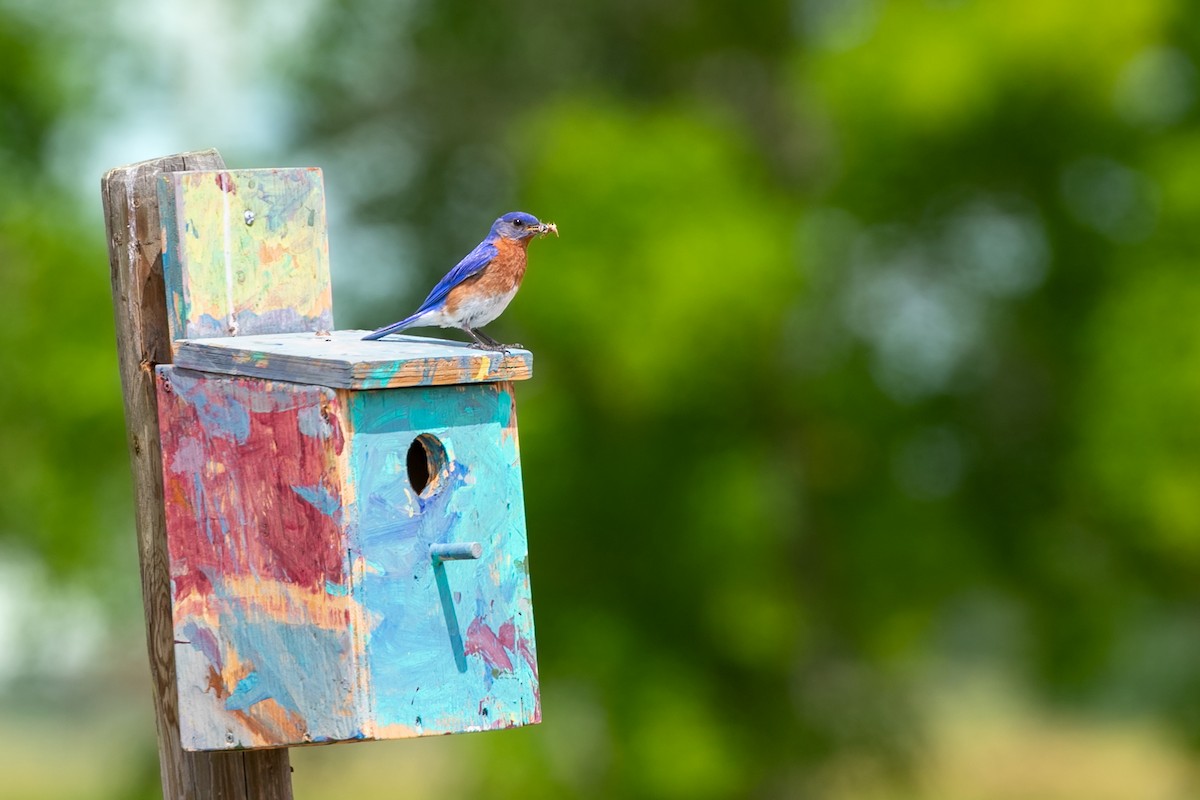 Eastern Bluebird - ML611206758