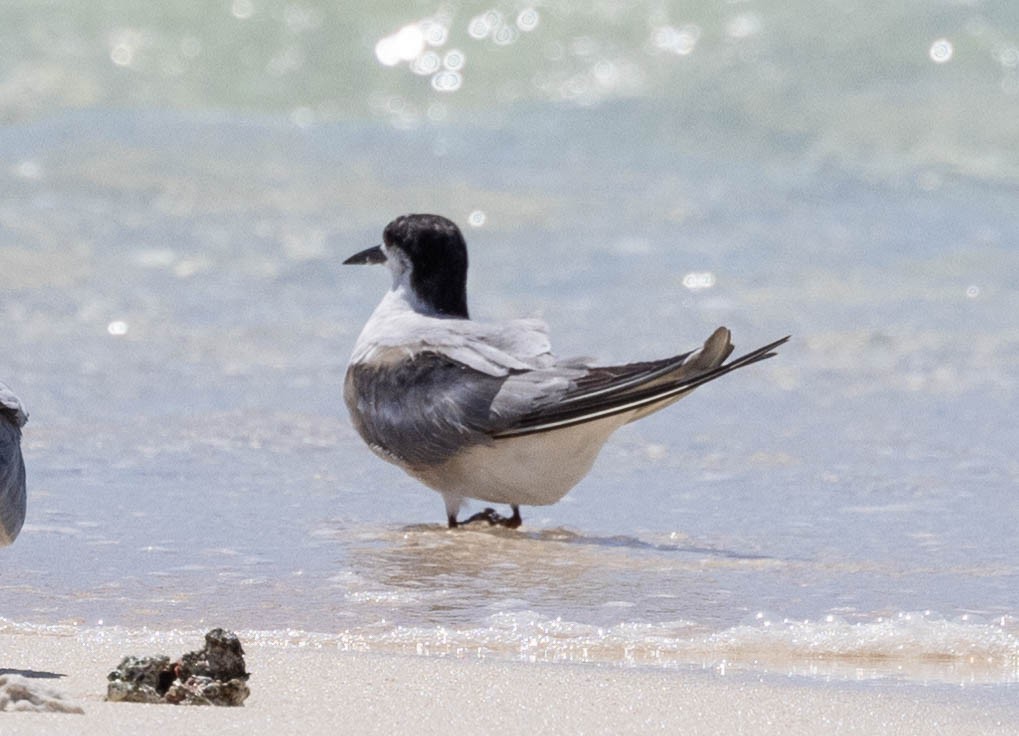 Roseate Tern - ML611206759