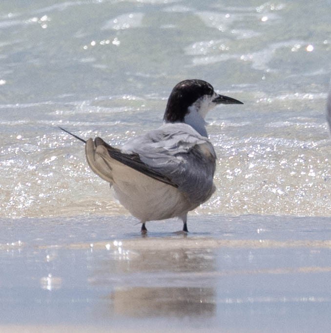 Roseate Tern - ML611206761