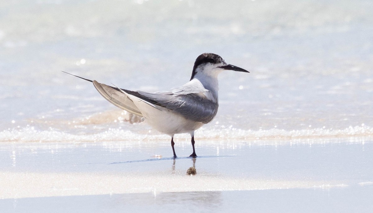 Roseate Tern - David Barton