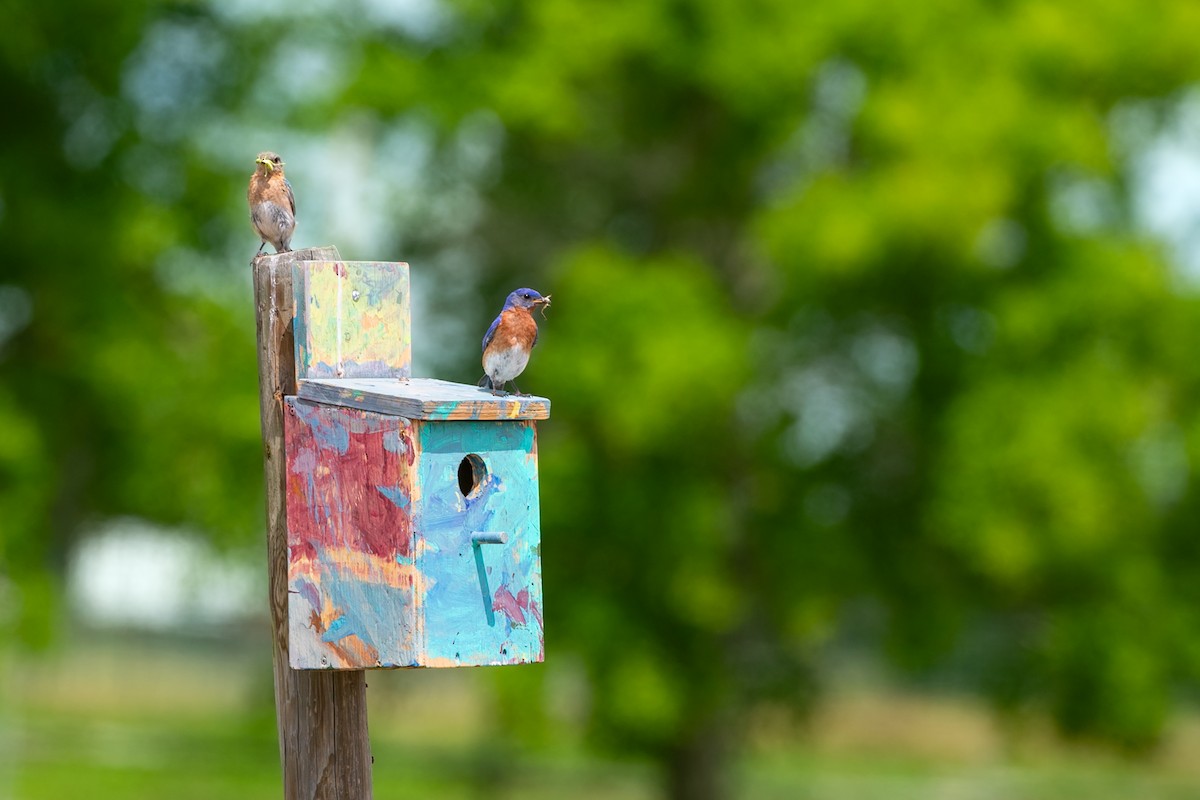 Eastern Bluebird - ML611206763