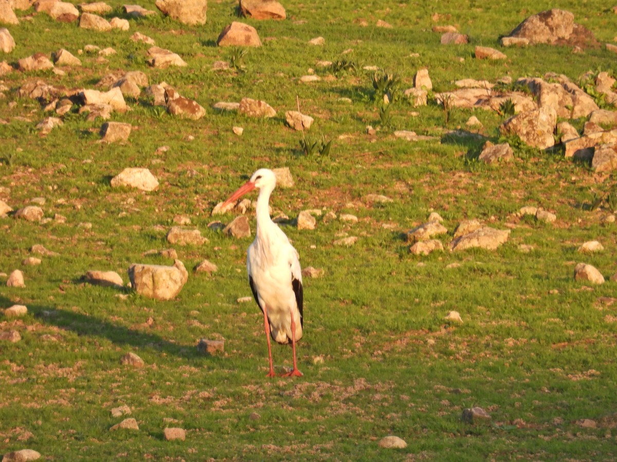 White Stork - c c