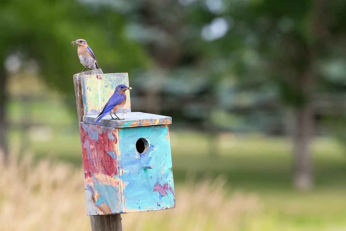 Eastern Bluebird - ML611206802