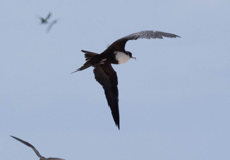 Great Frigatebird - ML611206842